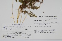 粗毛金星蕨藏品圖，第2張