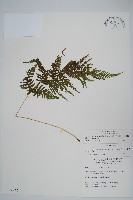 粗毛金星蕨藏品圖，第1張