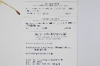 粗毛金星蕨藏品圖，第2張