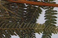 粗毛鱗蓋蕨藏品圖，第3張