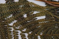 粗毛鱗蓋蕨藏品圖，第4張