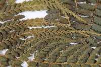 粗毛鱗蓋蕨藏品圖，第5張