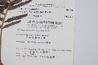 臺灣金狗毛蕨藏品圖，第2張