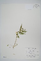 全緣卷柏藏品圖，第1張