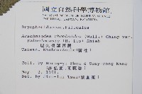 屋久複葉耳蕨藏品圖，第2張