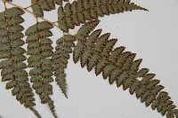 屋久複葉耳蕨藏品圖，第3張