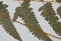 屋久複葉耳蕨藏品圖，第4張