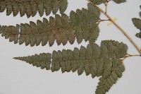 屋久複葉耳蕨藏品圖，第5張