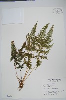 天草鳳尾蕨藏品圖，第1張