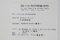 天草鳳尾蕨藏品圖，第2張