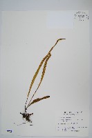 鱗瓦葦、長柄瓦葦藏品圖，第1張