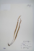 麟瓦葦、川上氏瓦葦藏品圖，第1張