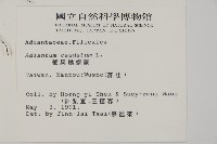 鞭葉鐵線蕨藏品圖，第2張