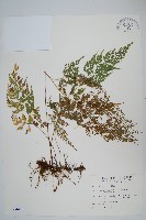 日本金粉蕨藏品圖，第1張