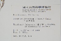 日本金粉蕨藏品圖，第2張