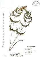 半邊羽裂鳳尾蕨藏品圖，第1張