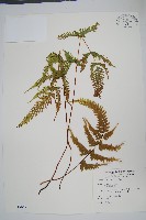 天草鳳尾蕨藏品圖，第1張