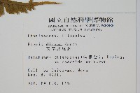 天草鳳尾蕨藏品圖，第2張