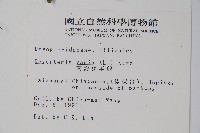 南海鱗毛蕨藏品圖，第2張