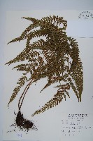 南海鱗毛蕨藏品圖，第1張