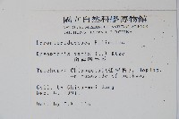 南海鱗毛蕨藏品圖，第2張