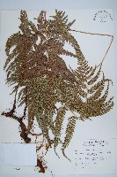 細葉複葉耳蕨藏品圖，第1張