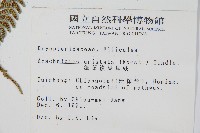細葉複葉耳蕨藏品圖，第2張