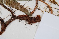 細葉複葉耳蕨藏品圖，第3張