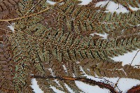 細葉複葉耳蕨藏品圖，第4張