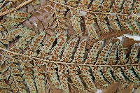 細葉複葉耳蕨藏品圖，第5張