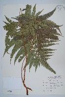 細葉複葉耳蕨藏品圖，第1張