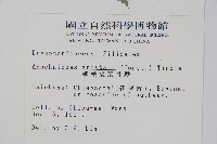 細葉複葉耳蕨藏品圖，第2張