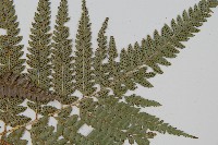 細葉複葉耳蕨藏品圖，第3張