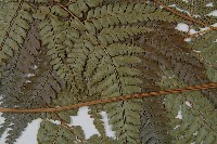 細葉複葉耳蕨藏品圖，第4張