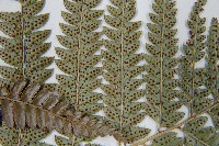 細葉複葉耳蕨藏品圖，第5張