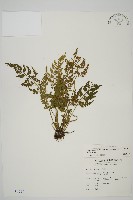 骨碎補鐵角蕨藏品圖，第1張