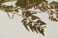 骨碎補鐵角蕨藏品圖，第3張