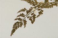 骨碎補鐵角蕨藏品圖，第5張