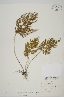 骨碎補鐵角蕨藏品圖，第1張