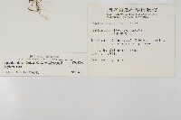 骨碎補鐵角蕨藏品圖，第5張