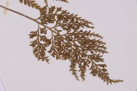 骨碎補鐵角蕨藏品圖，第6張