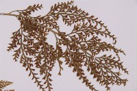 骨碎補鐵角蕨藏品圖，第8張