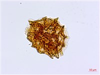 骨碎補鐵角蕨藏品圖，第2張