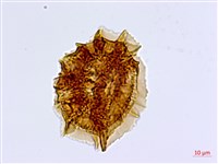 骨碎補鐵角蕨藏品圖，第3張