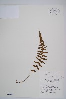 假蹄蓋蕨、東洋蹄蓋蕨藏品圖，第1張