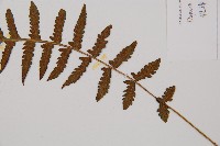 假蹄蓋蕨、東洋蹄蓋蕨藏品圖，第3張