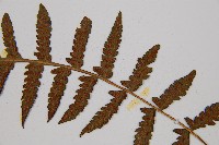 假蹄蓋蕨、東洋蹄蓋蕨藏品圖，第5張