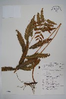 光葉鱗蓋蕨藏品圖，第1張