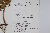 光葉鱗蓋蕨藏品圖，第2張