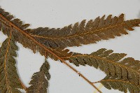 光葉鱗蓋蕨藏品圖，第4張